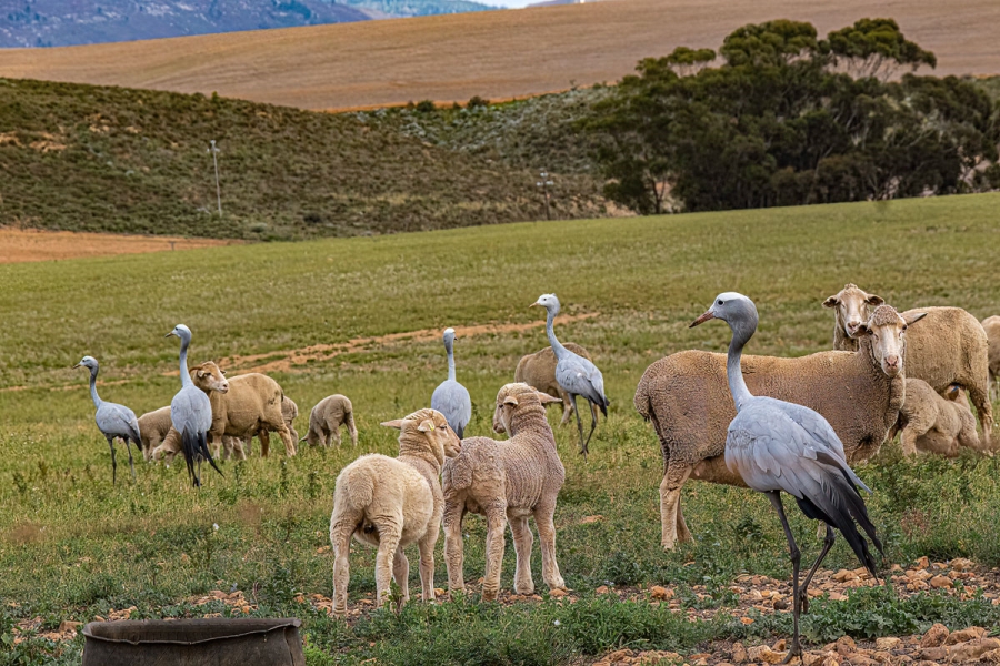 0 Bedroom Property for Sale in Theewaterskloof Country Estate Western Cape